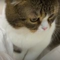 スカートで遊ぶ猫さん！いつの間にか運動会に…