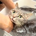お風呂に入れようとしたら、鳴いて助けを求める猫→シャンプーを始める…