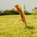 猫がする人みたいな仕草10選！