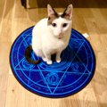 「魔法陣から猫の召喚に成功！」召喚された猫ちゃんが可愛すぎる！「…