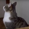 それぞれ違うことをしている猫ちゃんたちの"去り際"にご注…