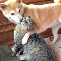 『柴犬にチューされて戦意喪失する猫』平和すぎる2匹のじゃれ合いに「…