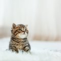 猫が『愛情不足』になってしまう要因3つ！飼い主がすべきフォローとは