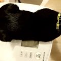 子猫達が見つけたお気に入りの場所♪