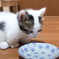 ごはんを食べた後、すぐトイレに向かった子猫…まさかの『可愛すぎる光景』…