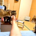 ネコたちに向かって、指を差し出してみたら…想像以上に『羨ましい光景』に…