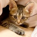 布団にもぐりこんできた子猫→初めて添い寝した結果…『愛おしくてたまらな…