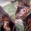 モーニングルーティーン♡7匹の猫ちゃんたちを見てみましょう！