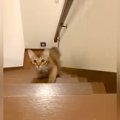 階段を登ってくる赤ちゃん猫→姿勢を低くして…悶絶級の『まるでハンタ…
