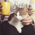 猫が飼い主の膝の上で毛づくろいをする９つの心理