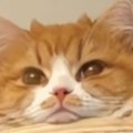 長毛猫が『クリアボウル』に入った結果…まるで惑星のような『まさかの光景…