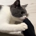 初めての『足の匂い』に……猫が見せた『反応』に爆笑する人が続出「意外と…
