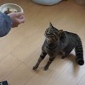 ふたつのおやつを前に挙動不審になる猫ちゃん！