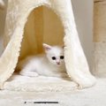 甘えん坊な『赤ちゃん猫』をママが抱っこした結果…天使すぎる光景が9…