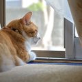 猫がいる部屋の『空気の入れ替え』で起こる危険なトラブル3つ　安全な換気…