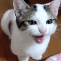 「開けゴマにゃ〜」子猫がひと鳴きするだけで扉は開く？！