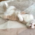 猫が飼い主の寝起きに甘えてくる理由４つ