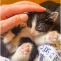 『人間は優しい』と思っている子猫→『洗われた』結果…思わず笑顔になるビ…