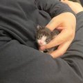 生後1か月で体重わずか102g、手のひらに収まるほど小さかった猫が…涙…