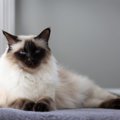 【獣医師監修】バリニーズってどんな猫？特徴や性格から飼う前の注意点・…