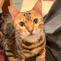 猫ちゃんの『ハイ！』元気良くお返事していたハズが…？