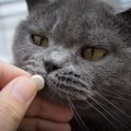 猫の『薬』についての豆知識3つ！あなたはいくつ知ってる？