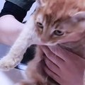 『人に捨てられた赤ちゃん猫』保護して3ヶ月後…辛い過去からは想像で…