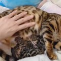 ベンガルの夫婦に赤ちゃん誕生！可愛らしい子猫の姿と愛情のこもった…