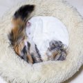 猫が固まって『猫団子』ができる理由3選　身を寄せ合って過ごす意味や目的…