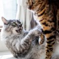 猫同士の間で起こりやすい『トラブル』5つ　問題が発生する原因や関係改善…