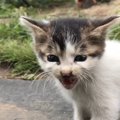 ひとりぼっちの子猫と出会い、初めて猫の飼い主に！「保護してくれて…