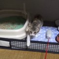 『ビビリな保護子猫』がケージから出てみたら…大きな鳴き声をあげる光…