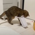 箱好きな猫の前に『小さすぎる箱』を置いてみたら…まさかの行動に爆笑…