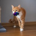猫が『おもちゃ』を持ってくるときの心理5選　飼い主に伝えたいことがある…