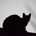 亡くなった愛猫の生まれ変わりかも…猫の『輪廻転生』を巡る3つの有名…