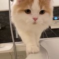 『飼い主さんとずっと一緒にいたい！』お風呂にまでついてくる甘えん…