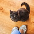 猫がじーっと見つめてくるのはなぜ？