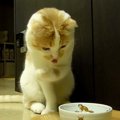 どうする？氷を前にした猫さん！