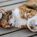 猫が『死ぬ直前』に姿を隠す3つの理由　お別れが近付いているサインや飼い…