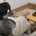 「ガッツリ観てて笑った」飼い主がスポーツ観戦をしていたら、子猫が……