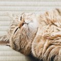 様子を見に行くと、たたみの上に『落ちていたネコ』…あまりにも幸せそ…