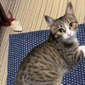 【話題】体より長い！？子猫さんの姿に二度見必至！