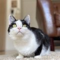 「猫の写真が上手く撮れない…」３つの理由と撮影のコツ