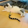 猫 VS ヘビさん「バンザイ猫パンチ」の可愛さに悶絶必至♡