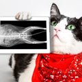 猫が『脱臼』しているときの症状4つ　起こりやすい関節や取るべき対処法