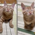 成長して少しずつ大人に！でも眠そうなお顔はあどけないままの子猫が…