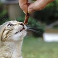 猫にビーフジャーキー（人間用）は大丈夫？食べてもいい商品もご紹介