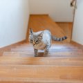 『吹き抜けや階段』がある家で起こりうるトラブル3選　思わぬ事故のリスク…