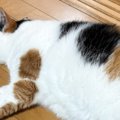 換毛期にネコのブラッシング→『抜け毛』を一か所に集めると……思わず爆笑の…