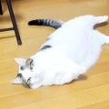 太ってしまった猫→ダイエットのため、歩かせようとしたら…想像以上に『や…